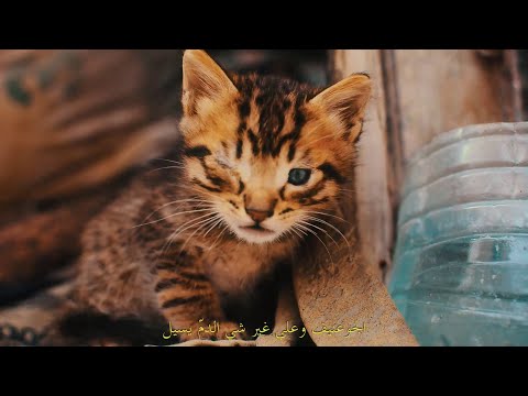 Clip de Stratégie de Paix, Les chats d'Halfaouine